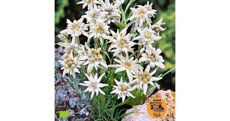 Leontopodium alpinum  Bianco giallo  Set di 5 stelle alpine  Altezza alla consegna 10-15 cm  Dimensione del vaso Ø7 cm 